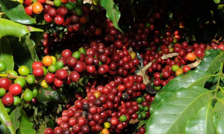 Conab estima queda na produção de café com 51,8 milhões de sacas.