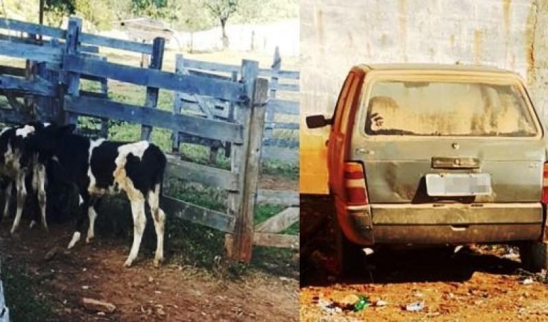 Ladrões furtam carro em Nepomuceno para transportar bezerras furtadas.